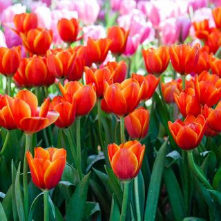 Tulipan Annie Schilder - opak. 5 szt.