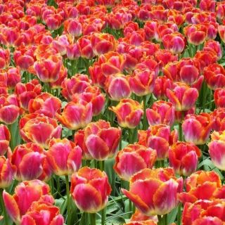 Tulipan Miami Sunset - opak. 5 szt.