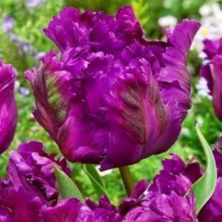 Tulipan Negrita Parrot - opak. 5 szt.