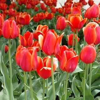 Tulipan Temple of Beauty - opak. 5 szt.