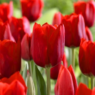 Tulipan Bastogne - opak. 5 szt.