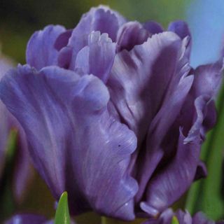 Tulipan papuzi Blue Parrot - op. 5 szt.