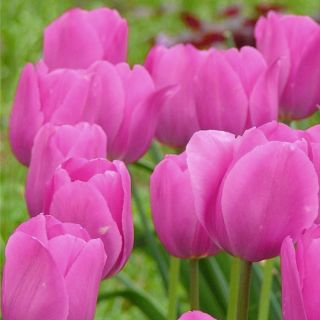 Tulipan Don Quichotte - opak. 5 szt.