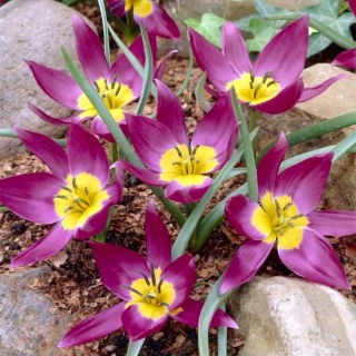 Tulipan botaniczny - Eastern Star - 5 szt.