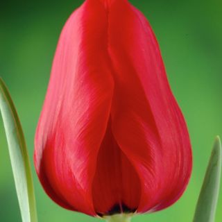 Tulipan Ile de France - opak. 5 szt.