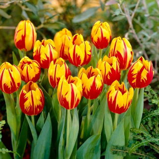 Tulipan Mickey Mouse - opak. 5 szt.