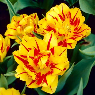 Tulipan Monsella - opak. 5 szt.