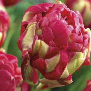 Tulipan lodowy - Renown Unique - 5 szt.