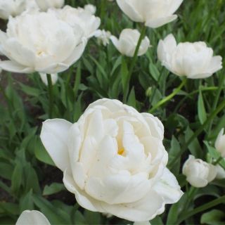 Tulipan Mount Tacoma - opak. 5 szt.
