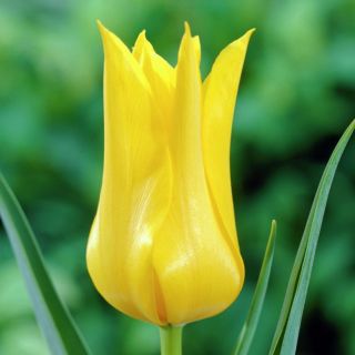Tulipan West Point - opak. 5 szt.