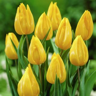 Tulipan Yokohama - opak. 5 szt.