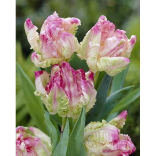 Tulipan Webers Parrot  opak. 5 szt.