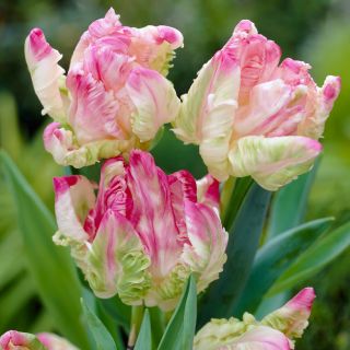 Tulipan Webers Parrot  opak. 5 szt.