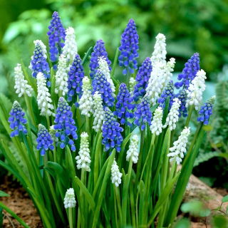 Szafirek - Muscari - kompozycja biało-niebieska - 60 szt.