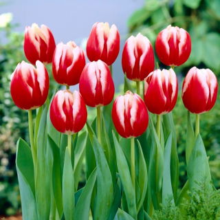 Tulipan Leen van der Mark - opak. 5 szt.