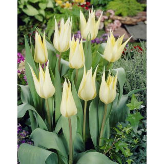 Tulipan Saporro - opak. 5 szt.