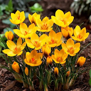 Krokus Goldilocks - 10 szt.