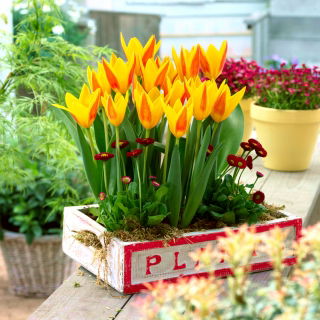 Tulipan Giuseppe Verdi - opak. 5 szt.