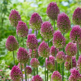 Czosnek główkowaty - Allium sphaerocephalon - 20 szt.