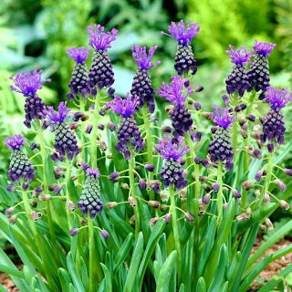 Szafirek miękkolistny - Muscari Comosum - 5 szt.