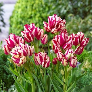 Tulipan Flaming Club - opak. 5 szt.