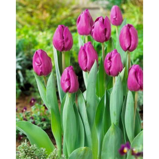Tulipan Negrita - opak. 5 szt.