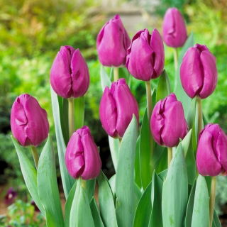 Tulipan Negrita - opak. 5 szt.