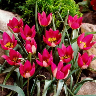 Tulipan Persian Pearl - opak. 5 szt.