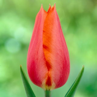Tulipan Temple of Beauty - opak. 5 szt.
