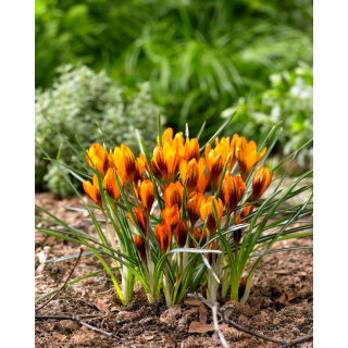 Krokus Orange Monarch - 10 szt.