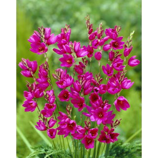 Ixia - Iksja Mabel - 25 szt.