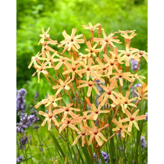 Ixia - Iksja Paniculata Eos - 25 szt.
