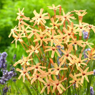 Ixia - Iksja Paniculata Eos - 25 szt.
