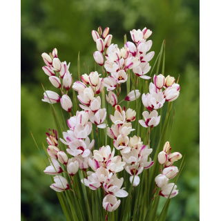 Ixia - Iksja Spotlight - 25 szt.