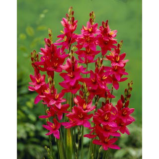Ixia - Iksja Venus - 25 szt.