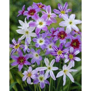 Leucocoryne Mix - 10 szt.