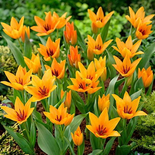 Tulipan Praestans Shogun - opak. 5 szt.