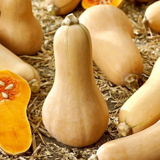 Dynia piżmowa Butternut