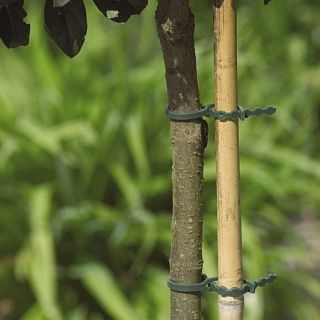 Zapinki do drzew, krzewów i innych roślin w ogrodzie - 230 mm - 30 szt.