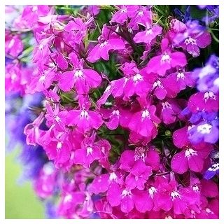 Lobelia zwisła karminowoczerwona