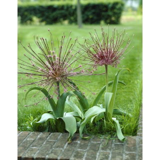 Czosnek ozdobny Szuberta - Allium Schubertii