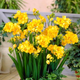 Frezja pełna żółta - Yellow - 10 szt.