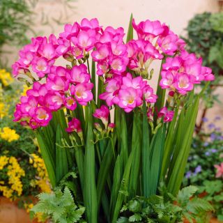 Frezja pojedyncza różowa - Pink - 10 szt.