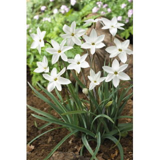 Ipheion - Ifejon - Alberto Castillo - 10 szt.