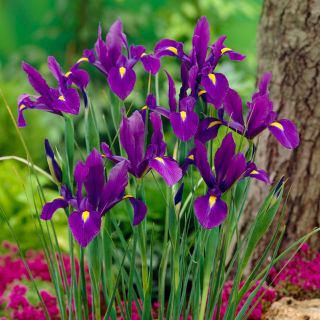 Irys holenderski - Purple Sensation - 10 szt.