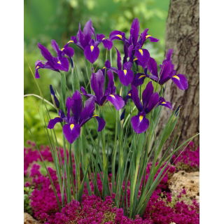 Irys holenderski - Purple Sensation - 10 szt.
