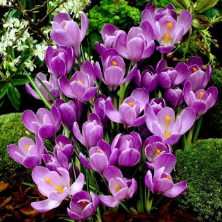 Krokus Flower Record - 10 szt.