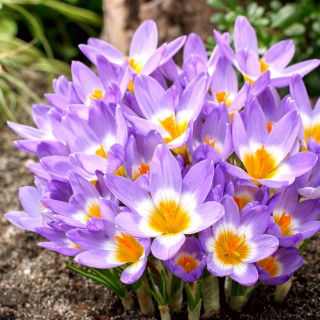 Krokus Tricolor - 10 szt.