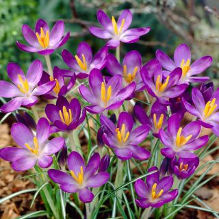 Krokus Whitewell Purple - 10 szt.