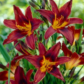 Liliowiec Black Prince